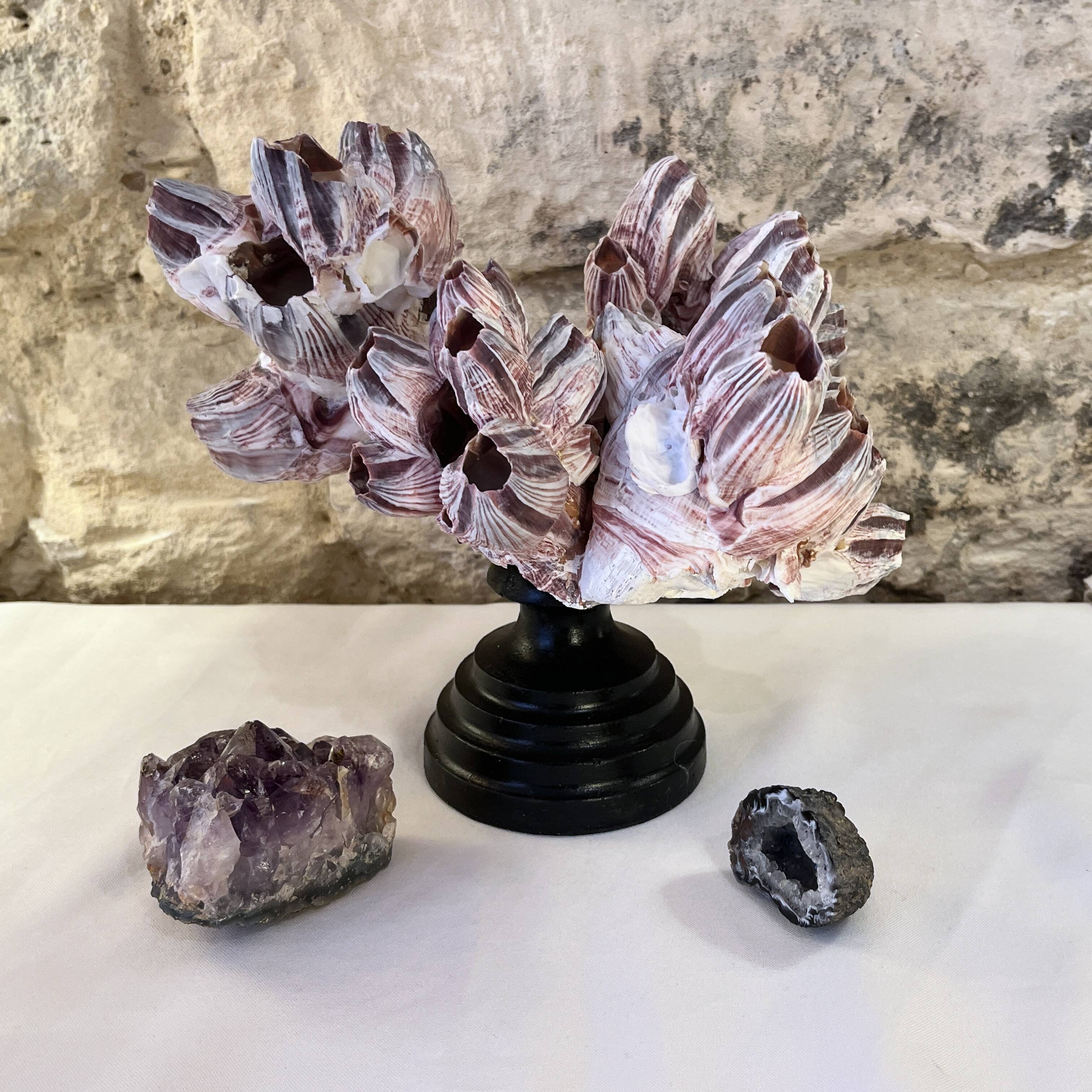 Barnacle block shell on a 19th-century wooden base - cabinet of curiosities