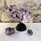 Barnacle block shell on a 19th-century wooden base - cabinet of curiosities