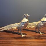 Pair of golden pheasants