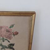 Lithograph PJ Redouté