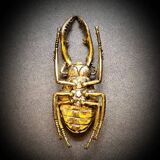Bronze beetle