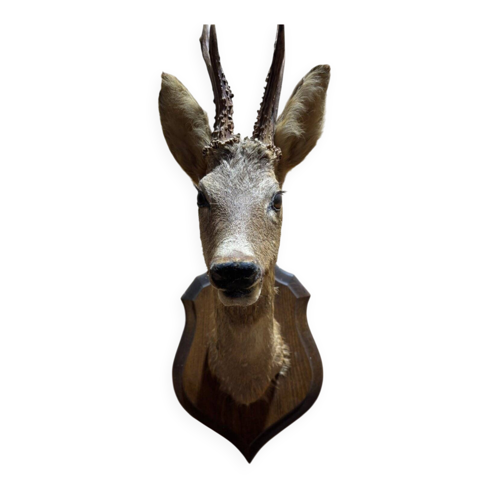 Deer head