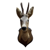 Deer head
