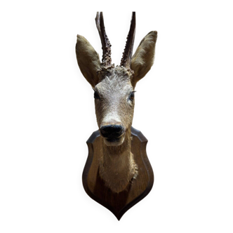 Deer head