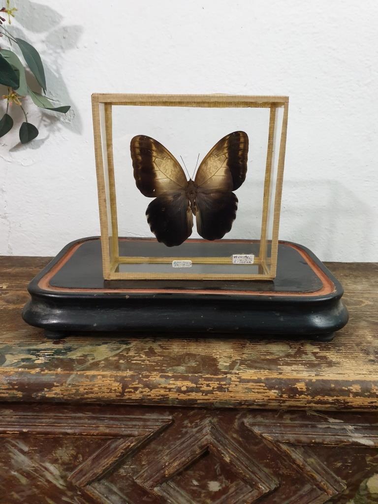 Butterfly entomology box
