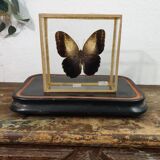 Butterfly entomology box