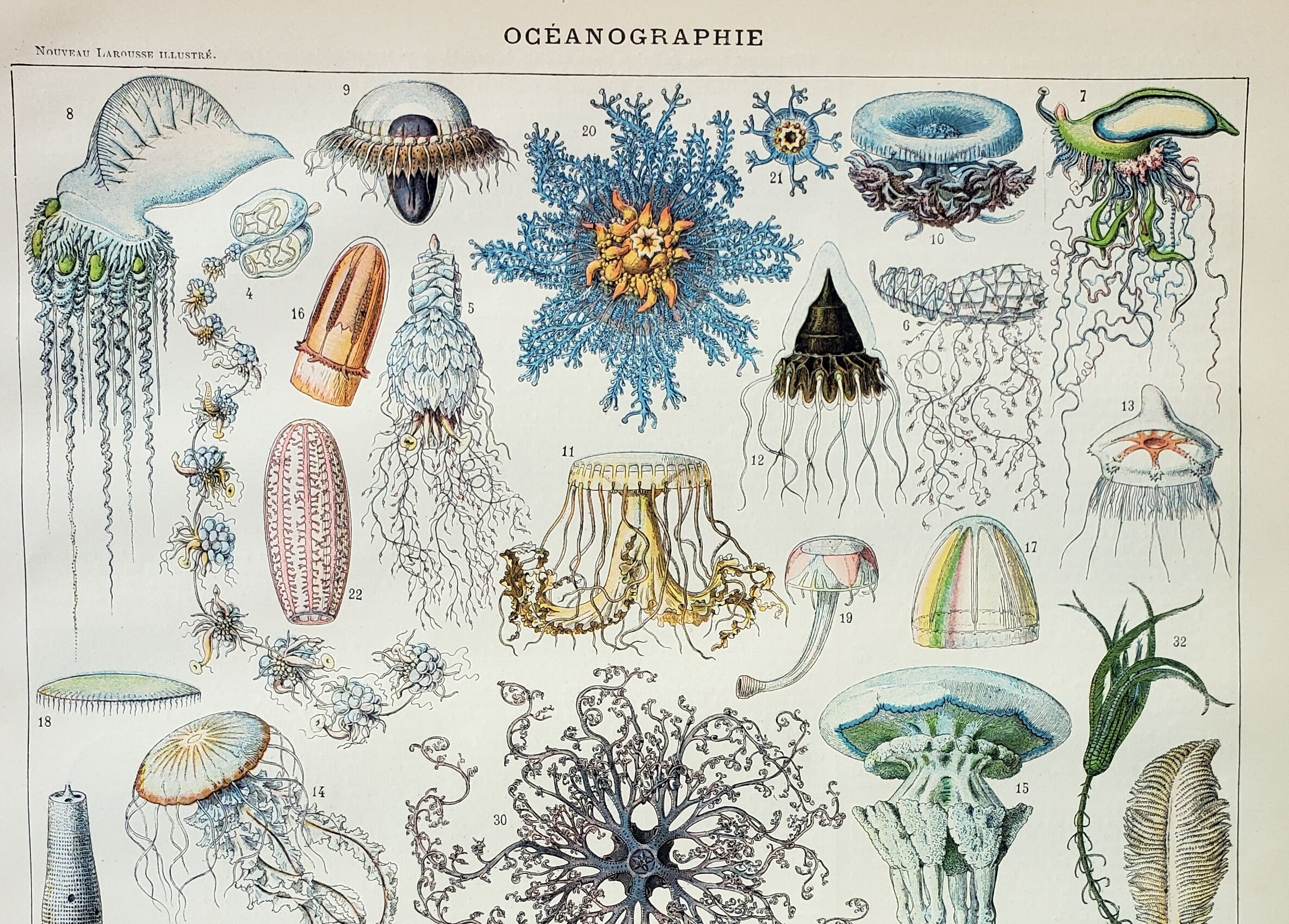 Engraving • Oceanography, marine animals • Original and vintage poster from 1898