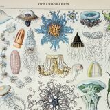 Engraving • Oceanography, marine animals • Original and vintage poster from 1898