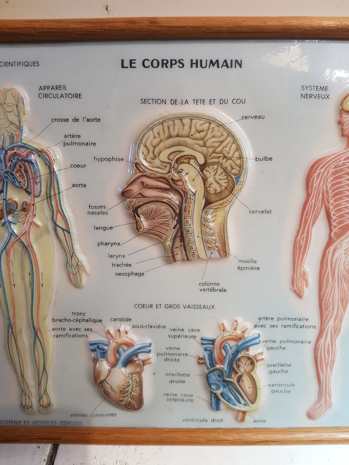Pair old medical board the human body + vintage wood frame