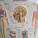 Pair old medical board the human body + vintage wood frame