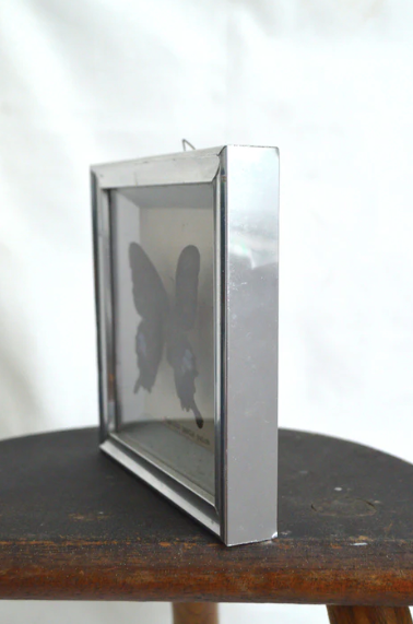 Papilio Paris Pairs butterfly frame