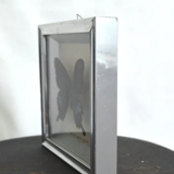 Papilio Paris Pairs butterfly frame