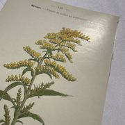 Planche botanique, gravure naturaliste, 19ème