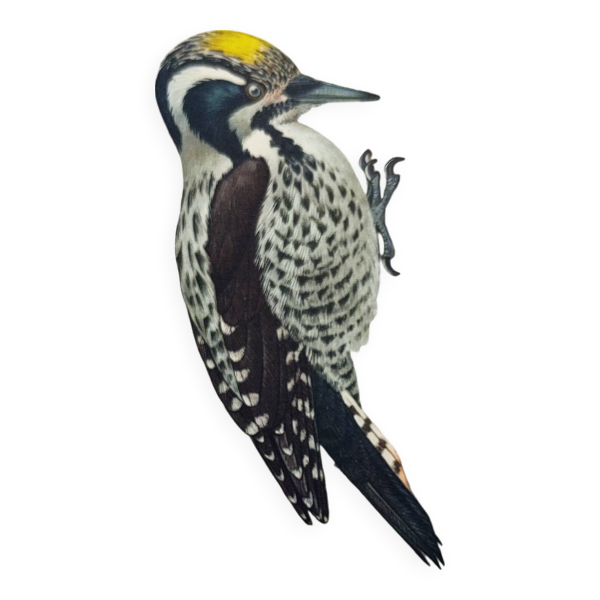 Old bird plate from the 1960s - Three-toed Woodpecker - Nature illustration