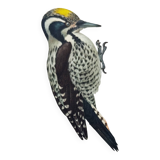 Old bird plate from the 1960s - Three-toed Woodpecker - Nature illustration
