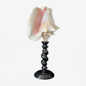 Gigantesque Ancien coquillage conque sur socle en bois Napoléon III cabinet de curiosités vintage
