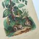 Antique plate from 1839 - Pepper tree - Botanical engraving hand-colored from nature
