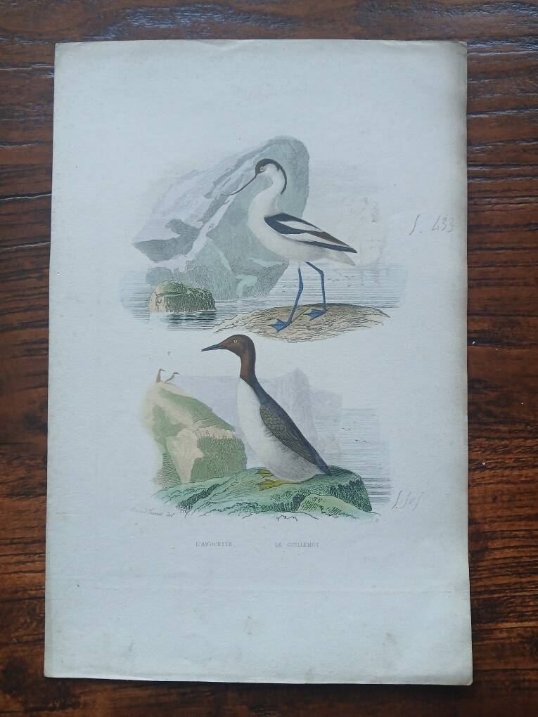 Poster - 19th century zoological engraving - avocet and guillemot