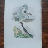 Poster - 19th century zoological engraving - avocet and guillemot