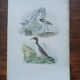 Poster - 19th century zoological engraving - avocet and guillemot