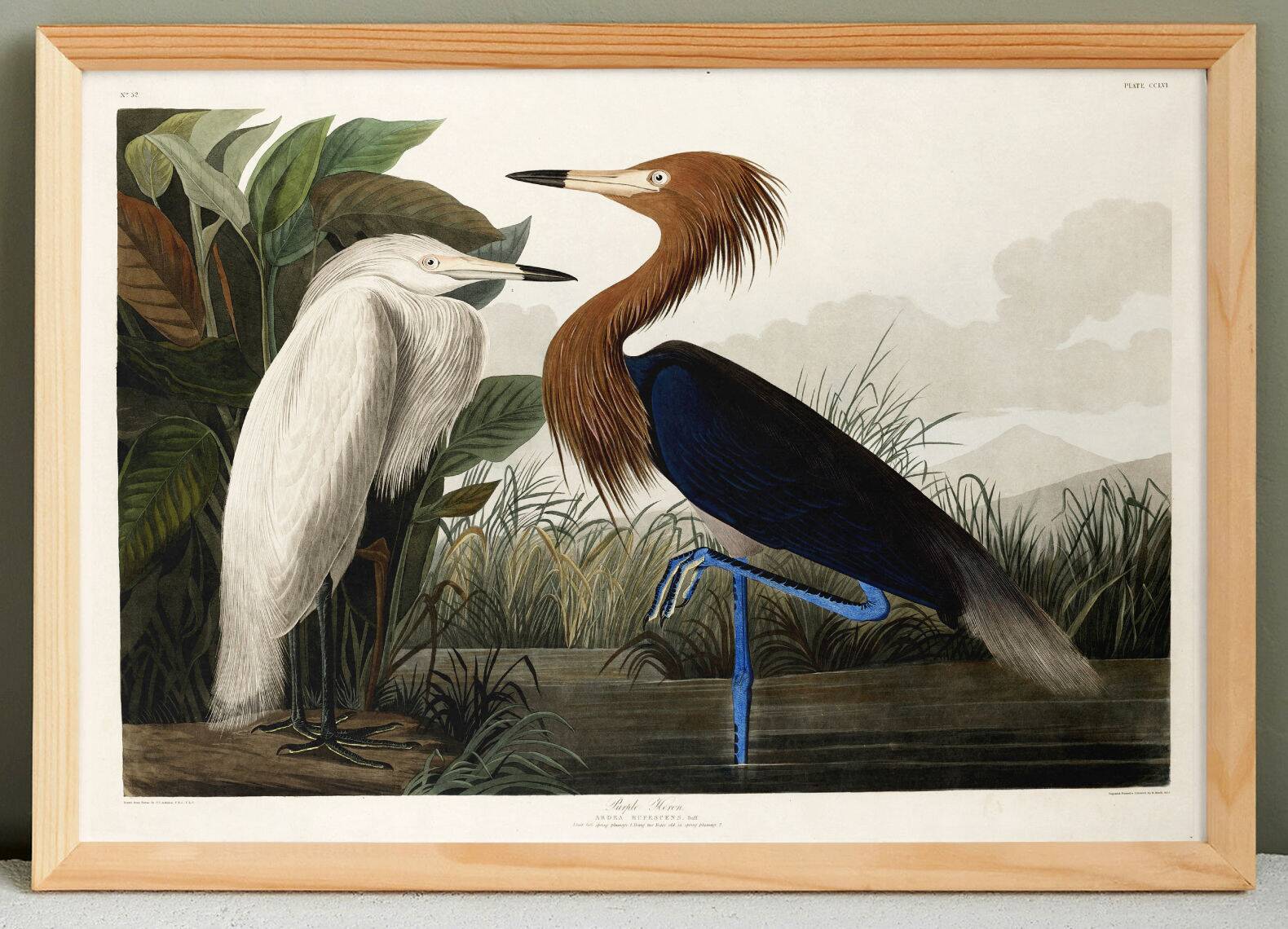 Poster about the Reddish Heron, after an old engraving from 1827.