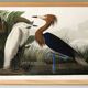 Poster about the Reddish Heron, after an old engraving from 1827.