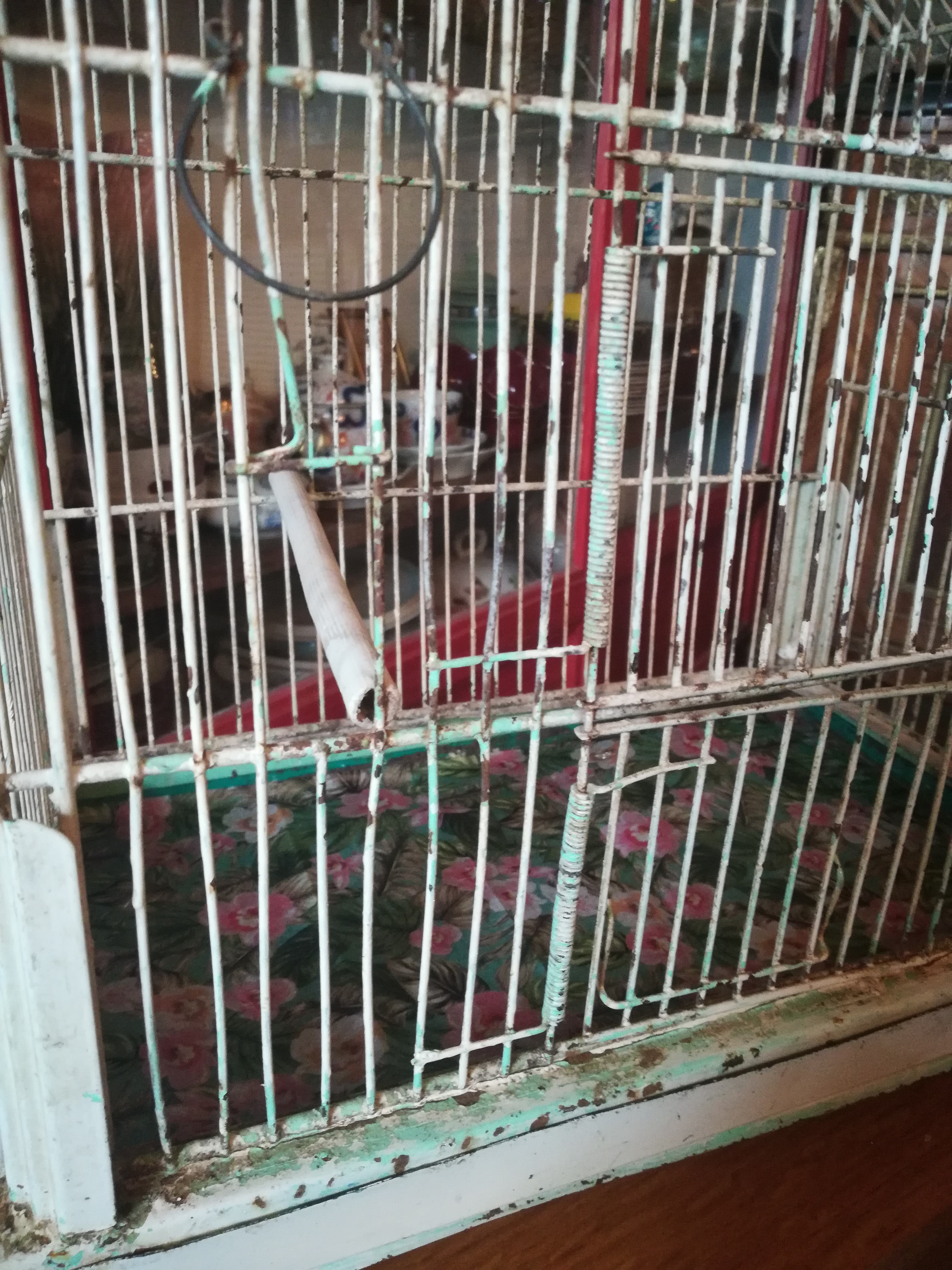 Cage oiseau fer