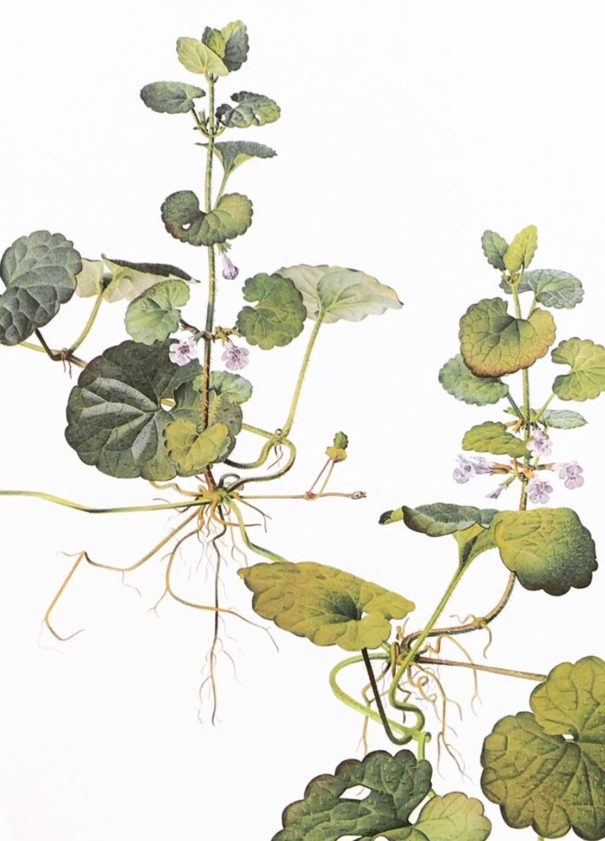 Botanical plate 1976