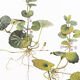 Botanical plate 1976
