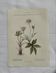 Planche botanique vintage fleur et plante de France, recto-verso