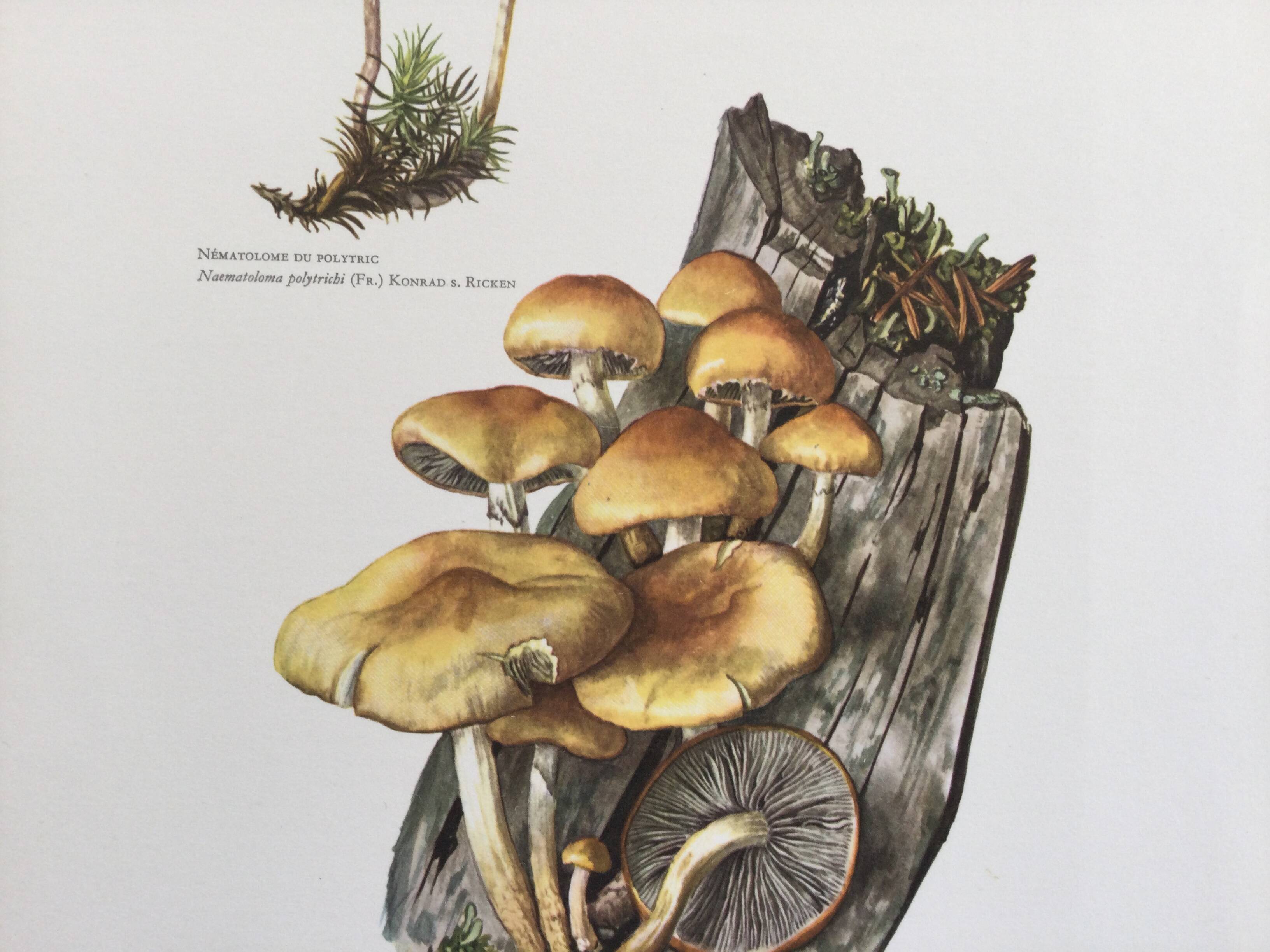 Botanical Illustration Mushrooms Nematoloma Vintage Print 60s