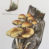 Botanical Illustration Mushrooms Nematoloma Vintage Print 60s
