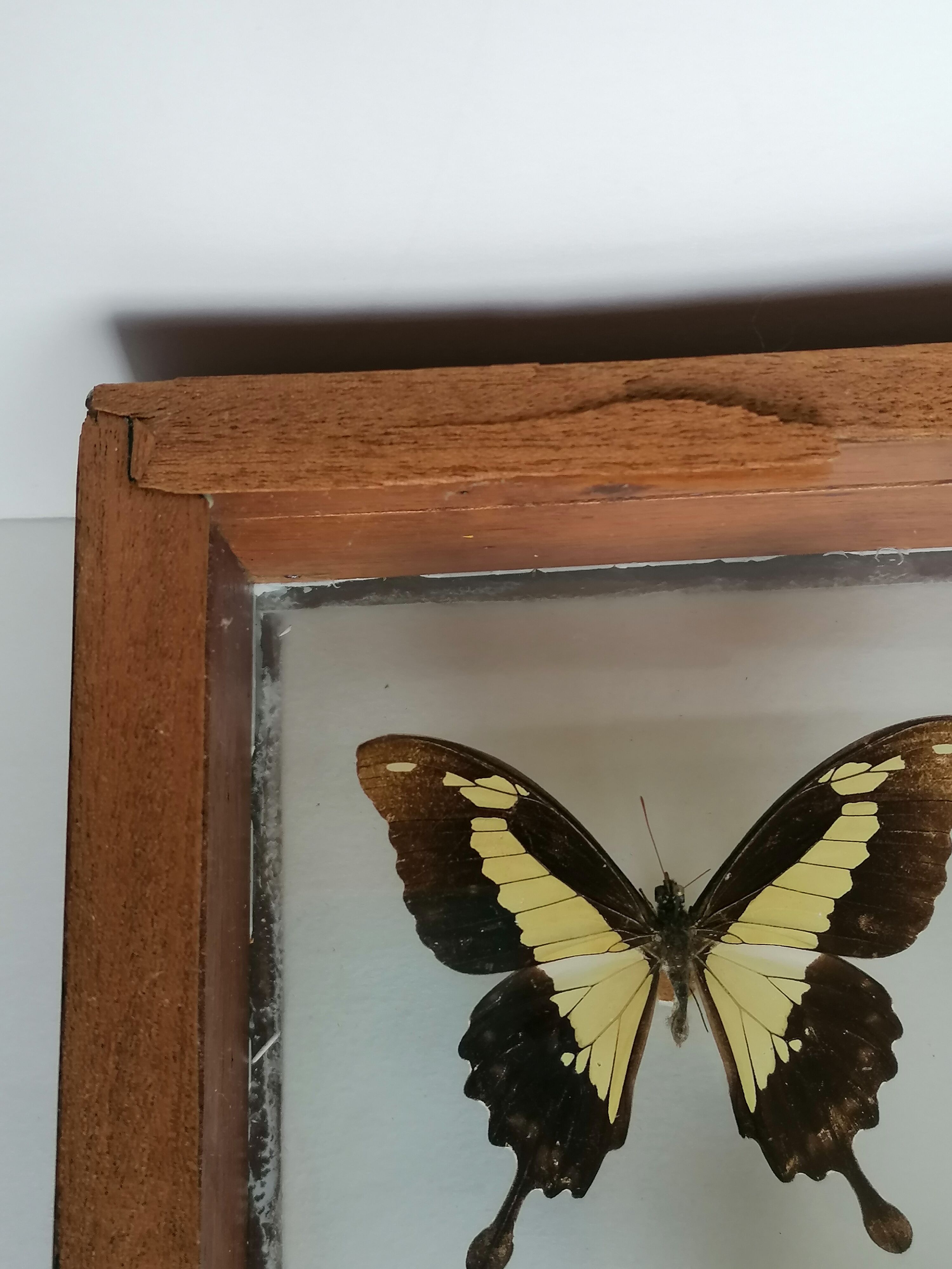 Cadre papillons taxidermie Kenya