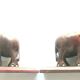 Art Deco bookends wooden elephants and bones on wooden terrace, book shape