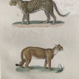 Gravure panthère