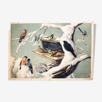 Birds in Winter, Educational Grid, F. Zerritsch, 1954
