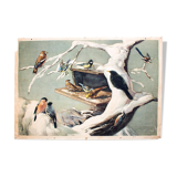 Birds in Winter, Educational Grid, F. Zerritsch, 1954