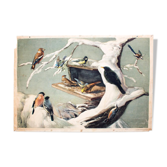 Oiseaux en hiver, éducatif grille, F. Zerritsch, 1954