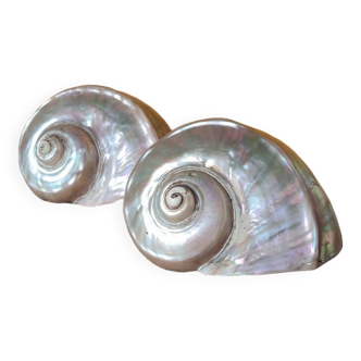 Mother of pearl shells
