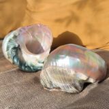 Mother of pearl shells