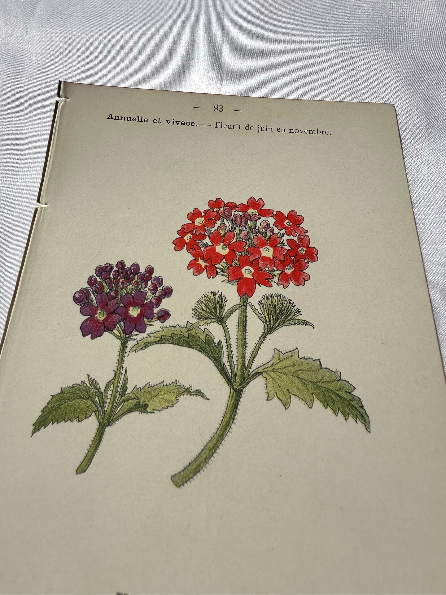 🌿 Botanical Plate Old Naturalist Engraving 19th Century Double-Sided