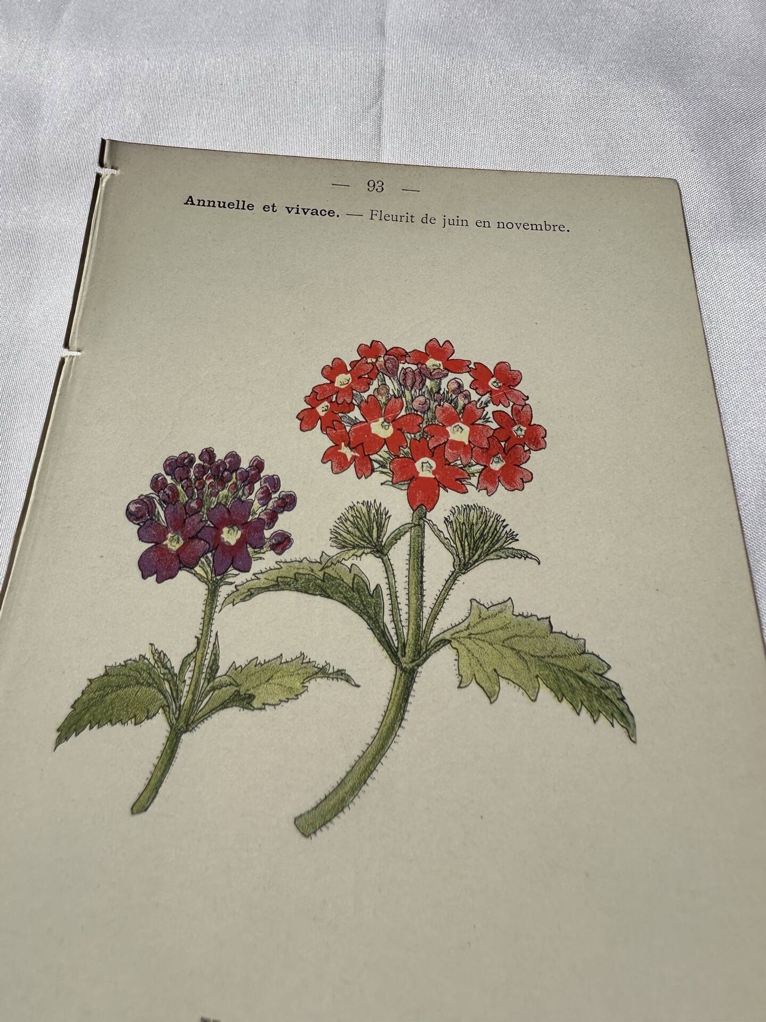 Planche Botanique Gravure naturaliste ancienne 19eme recto verso