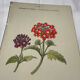 🌿 Botanical Plate Old Naturalist Engraving 19th Century Double-Sided