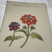 Planche Botanique Gravure naturaliste ancienne 19eme recto verso