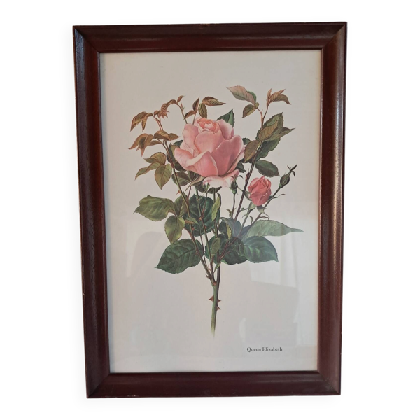 Gravure botanique cadre vintage « Rose Queen Elizabeth » par Lotte Gün
