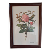 Botanical engraving vintage frame "Rose Queen Elizabeth" by Lotte Gün