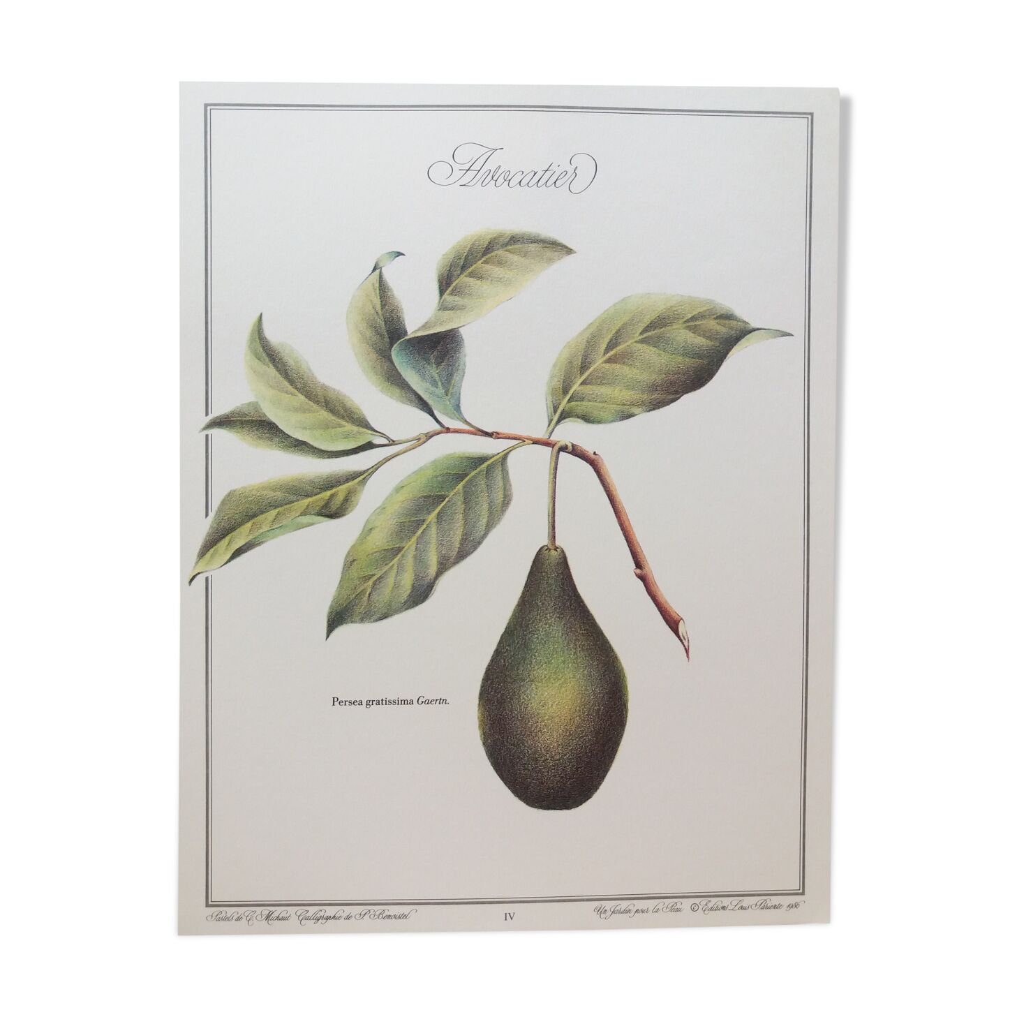 Botanical poster Avocado