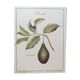 Botanical poster Avocado