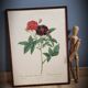 Lithograph frame rose Van Eeden