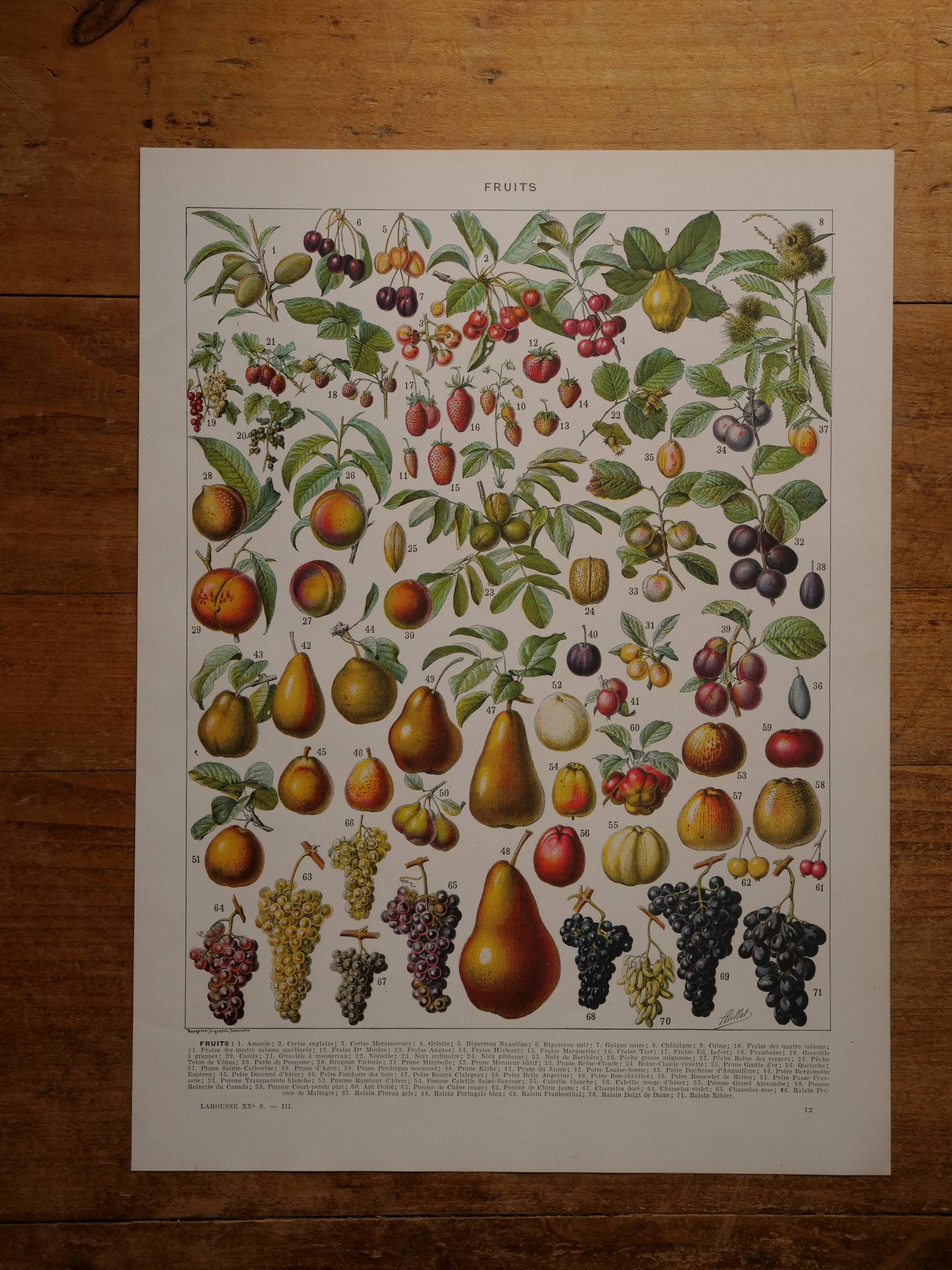 Lot of lithographs on flowers, trees, medicinal plants, fruits and the orchard